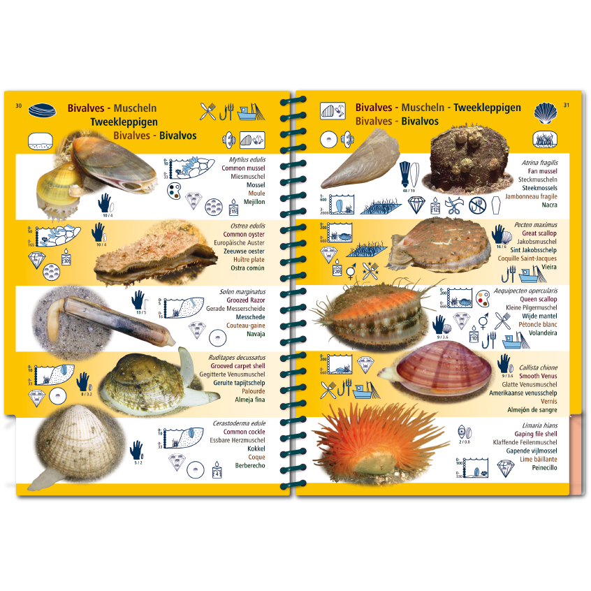 Marine Pictolife: Oost Atlantische