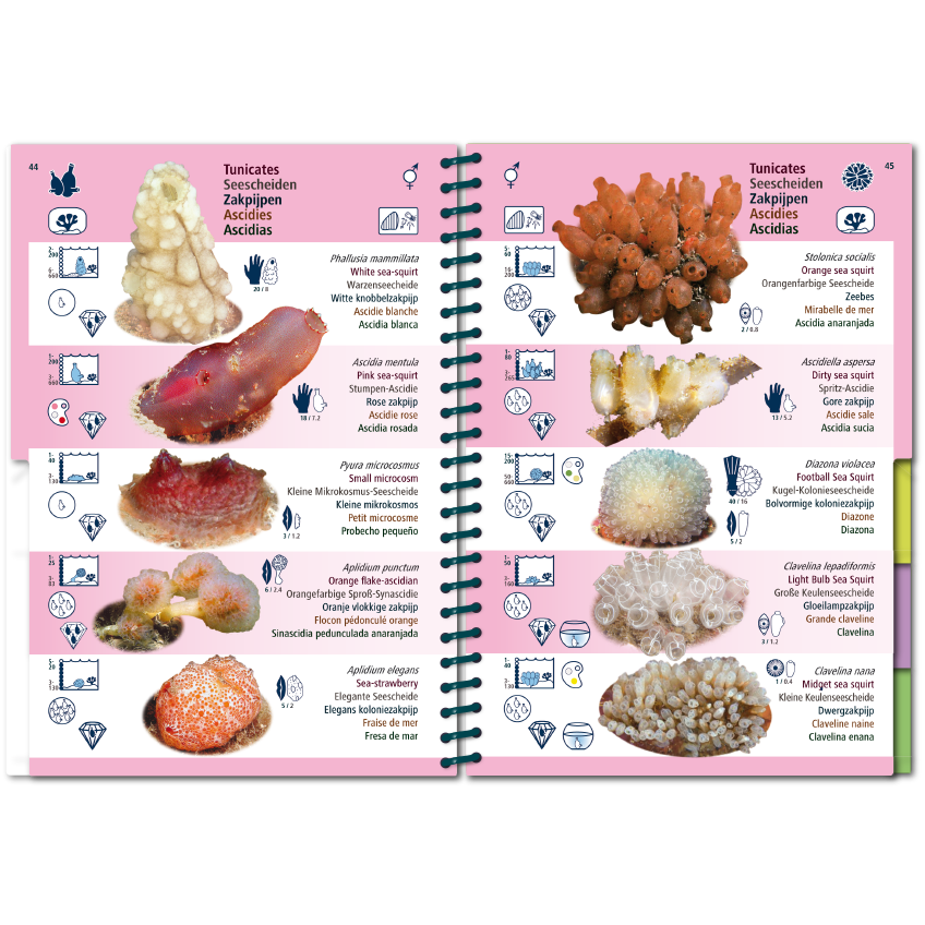 Marine Pictolife: Aziatische Oceaan