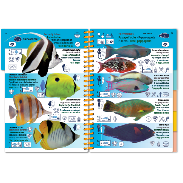 Marine Pictolife: Indische Oceaan en Rode Zee