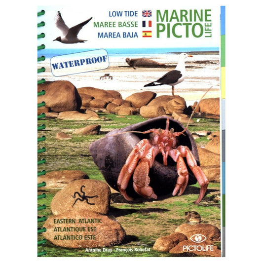 Marine Pictolife: Low Tide