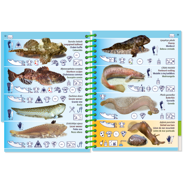 Marine Pictolife: Low Tide