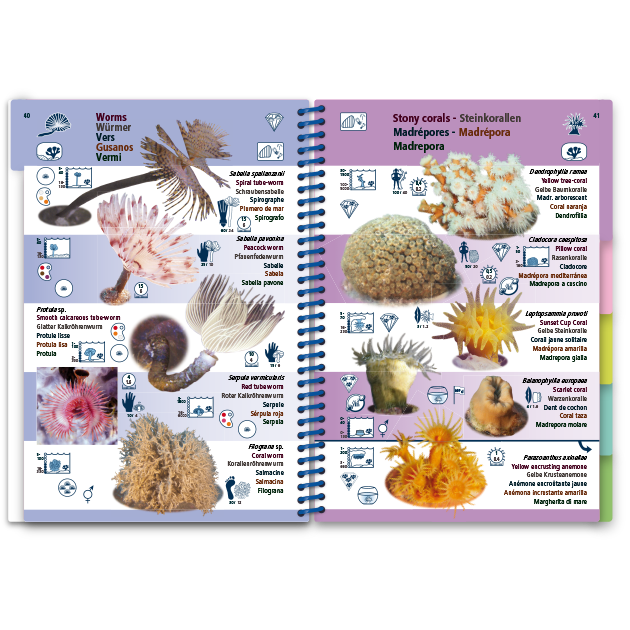 Marine Pictolife: Middellandse zee