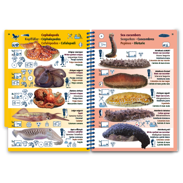 Marine Pictolife: Middellandse zee