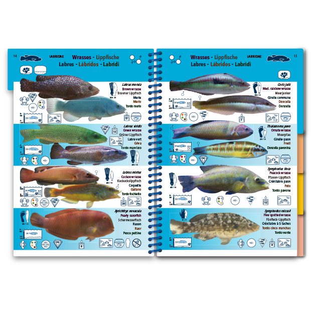 Marine Pictolife: Middellandse zee