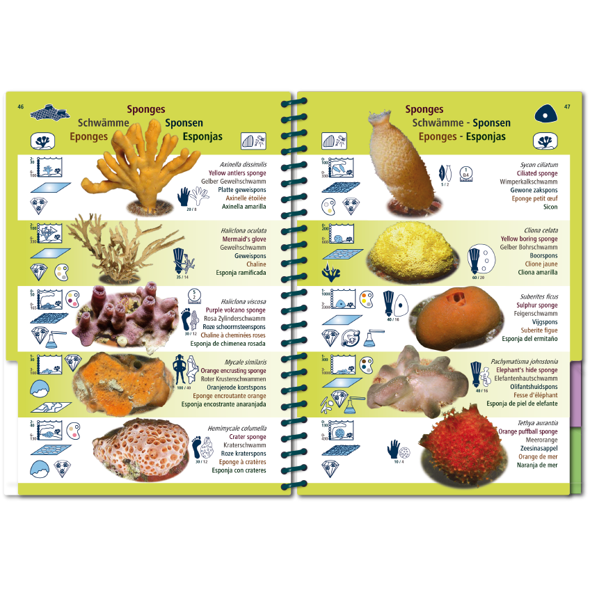 Marine Pictolife: Oost Atlantische