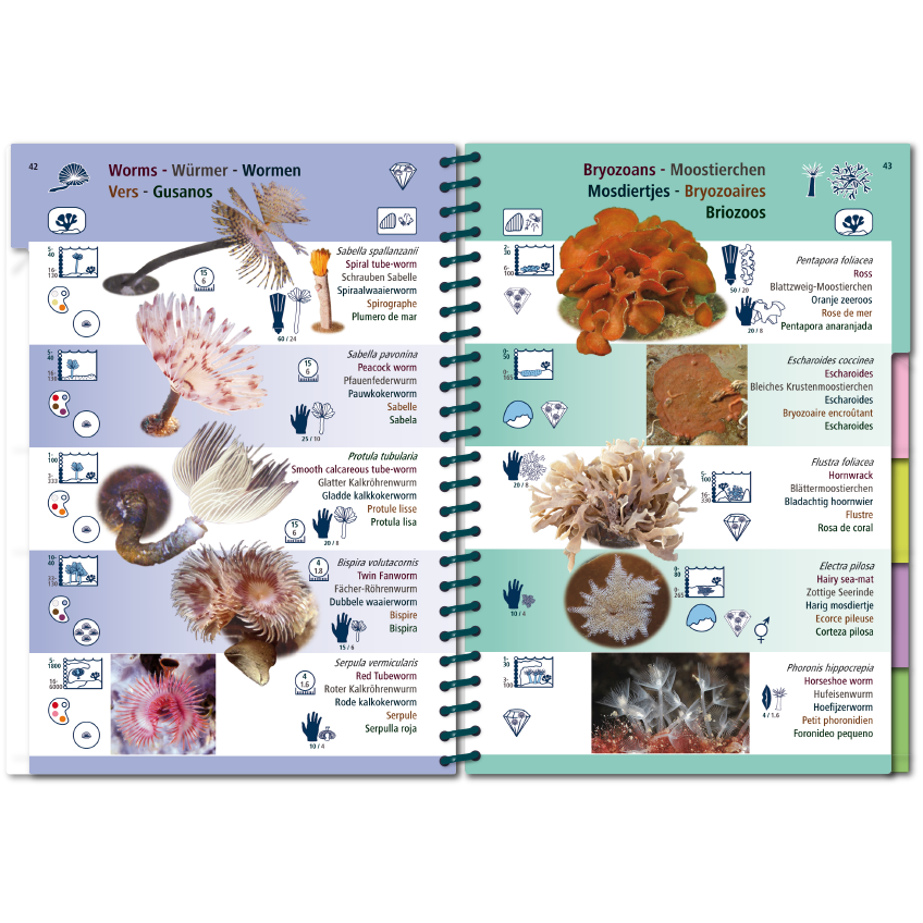Marine Pictolife: Oost Atlantische