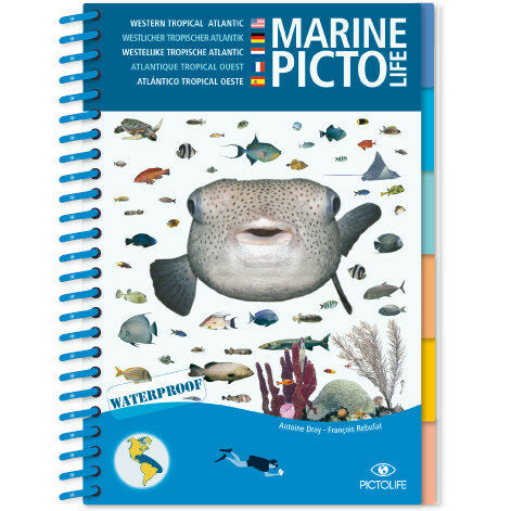 Marine Pictolife: Tropische Atlantische Oceaan