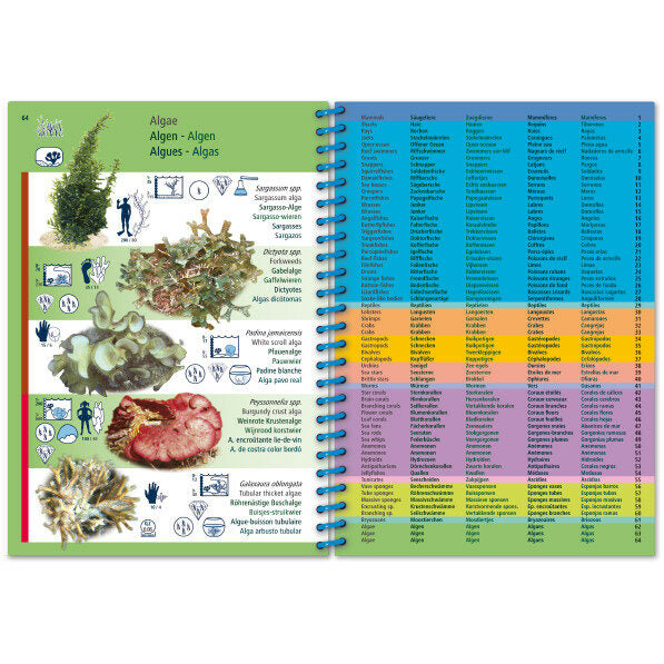 Marine Pictolife: Tropische Atlantische Oceaan