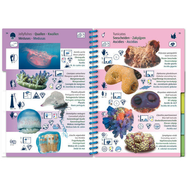 Marine Pictolife: Tropische Atlantische Oceaan