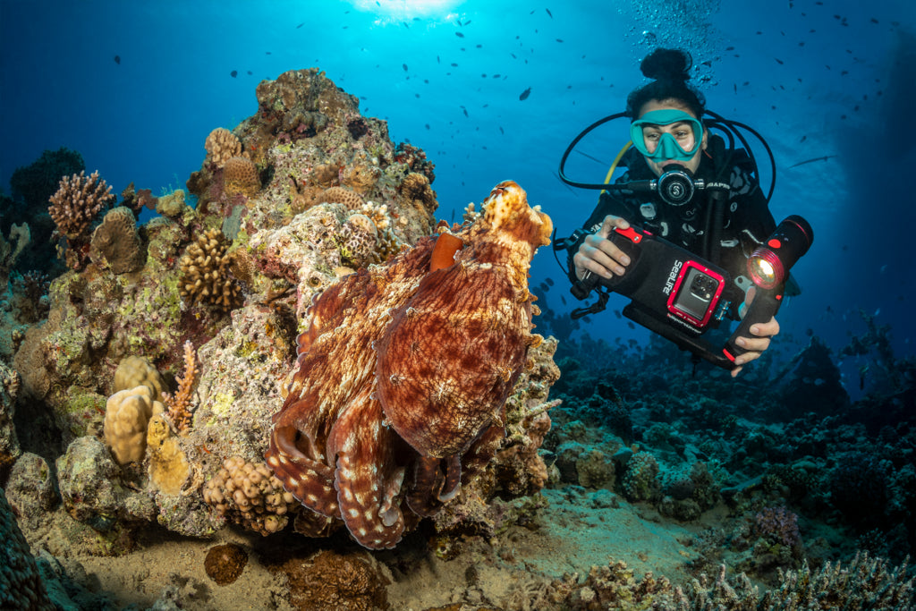 SeaLife SportDiver Underwater Smartphone Housing for iPhone & Android